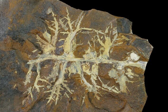 Paleocene Fossil Fruit (Palaeocarpinus) - North Dakota #156283